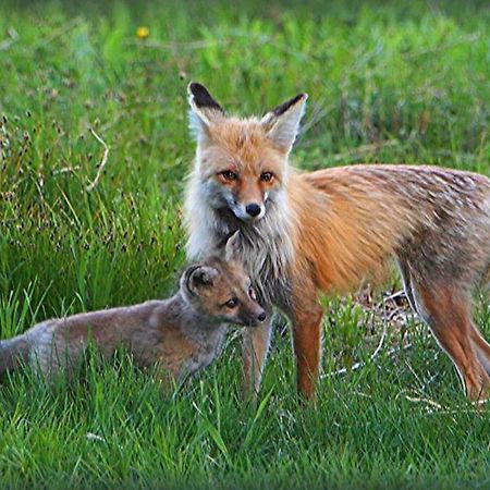 Fox Den Lodge Запад Йеллоустон Экстерьер фото
