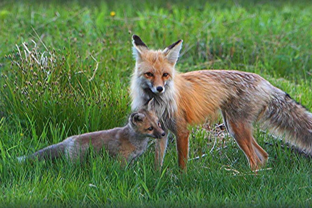 Fox Den Lodge Запад Йеллоустон Экстерьер фото